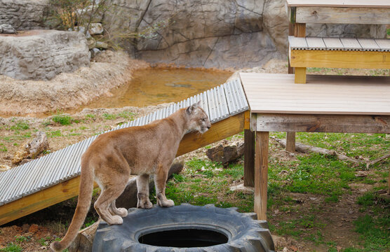North American Mountain Lion standing on a tire in a zoo exhibit in Tennessee.