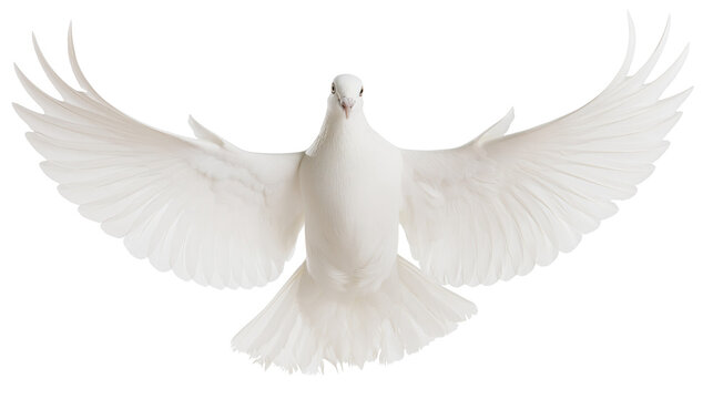 White dove with spread wings flying, isolated on transparent background