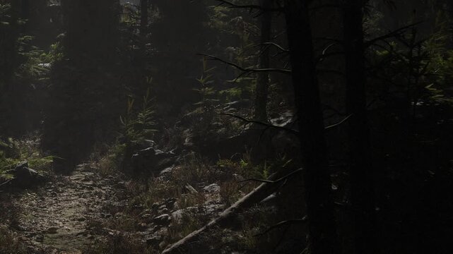 A person walks along a narrow path in a dark forest. The ground is rocky, and the area has many green plants. Sunlight breaks through the trees and creates shadows.