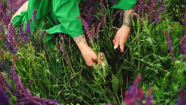 close-up hands woman healer gathers medicinal herbs, knife cuts fresh sage with druid sickle collect herb for production of essential oil. Fairy elf girl herbalist green dress, summer nature meadow 4k