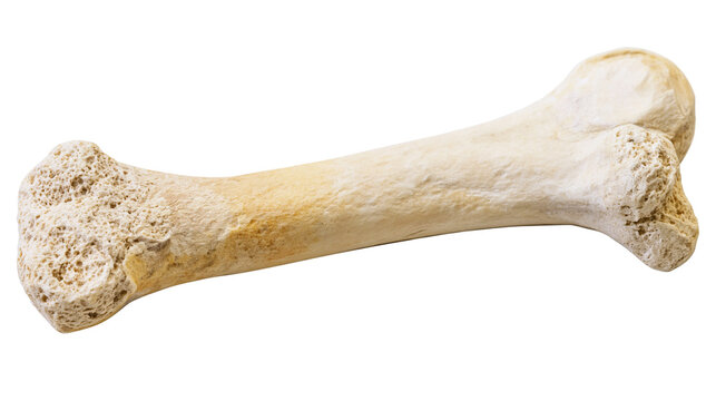 Single animal bone with porous ends, isolated on transparent background
