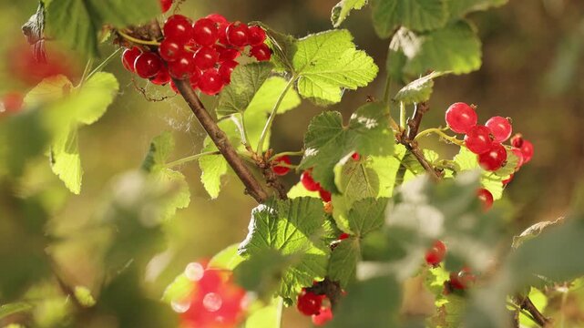 Ripe berries of red currant close up stagger in the wind on the branches. Currants growing in the garden. Warm summer sunny day. Natural lighting.