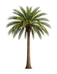 Fototapeta premium PNG Lush tropical palm tree silhouette.