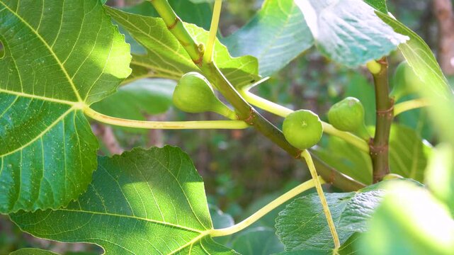 Close-up, green figs in the tree