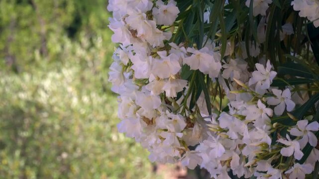 White oleander flowers at sunset.