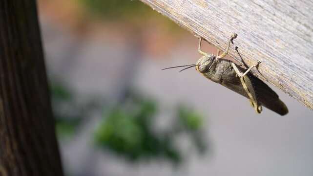  Close-up, wild grasshopper on a wood