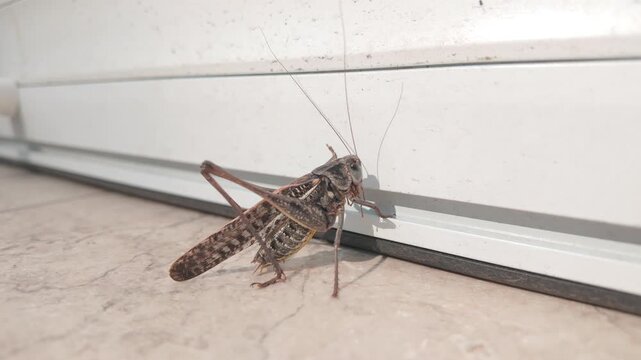 Close-up of dark gray male of Great Biter Grasshopper near white plastic door at time of massive infestation of wart-biter bush-cricket long-winged forms in urban area. Grasshopper Invasion in city