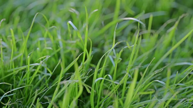 Close-Up of Vibrant Green Grass Blades in Shallow Depth of Field