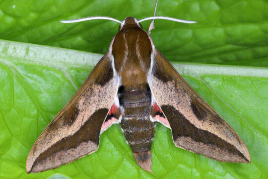 yles euphorbiae, the spurge hawk-moth, is a European moth of the family Sphingidae. This hawk moth is used as an agent of biological pest control against the noxious weed leafy spurge (Euphorbia virga