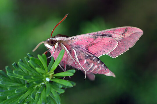 The beautifully colored underside of the body of Hyles euphorbiae, the spurge hawk-moth, is a European moth of the family Sphingidae.