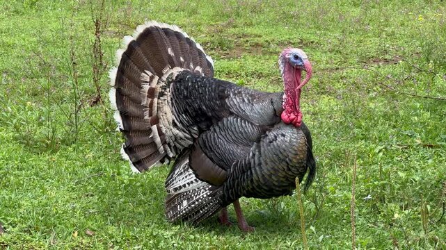 A large, dark-plumaged turkey&mdash;a bird of the species *Meleagris gallopavo*&mdash;with its tail feathers fanned out, in a field.