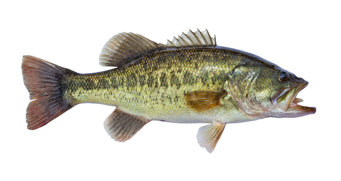Fresh caught largemouth bass isolated on a white background