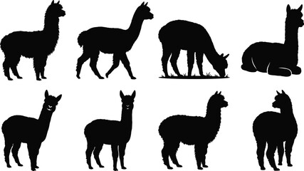 Obraz premium Alpaca Silhouette Collection with Standing Walking Grazing and Resting Camelid Animal Poses