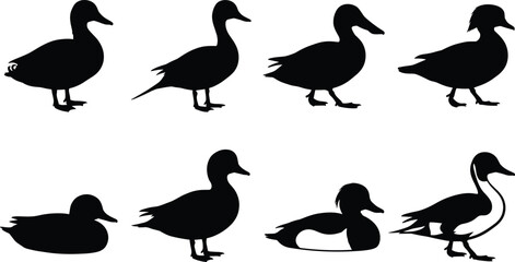 Obraz premium Duck Silhouette Collection Set with Standing Walking Swimming and Waterfowl Bird Poses