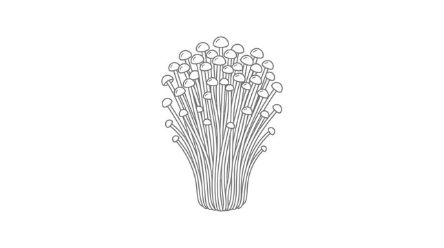 Hand drawn illustration of a cluster of fresh enoki mushrooms.