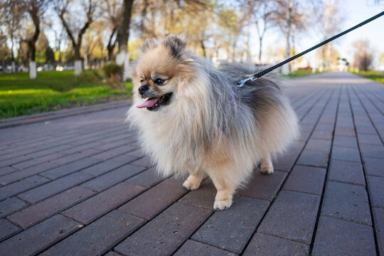 Cute fluffy Pomeranian dog panting while walking on a leash outdoors on a sunny summer day. Pet care and lifestyle concept