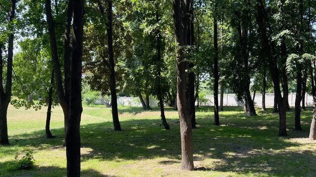 Sunny day in a verdant public park with many trees casting long shadows on the green grass, creating a peaceful and serene natural landscape with lush foliage