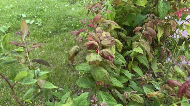 Decorative ornamental spirea bush with red and green leaves swaying gently in the wind on a bright summer day, showing a vibrant garden and a beautiful backyard lawn