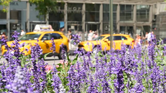 New York City, United States. Manhattan Midtown Columbus Circle on Broadway street. Yellow taxi cab, car on road. People pedestrian near Central Park. Autumn flowers, fall flowerbed. Summer bloom.