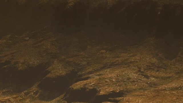 The ground shows wet and muddy patches in a dense forest. Fog hangs low above the terrain, making visibility limited. The scene appears quiet and untouched by human activity.