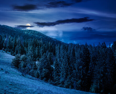 nature scenery with coniferous forest in mountain at night. full moon over carpathian landscape with spruce woodland on the hill. ukraine nature background in early autumn. mysterious fantasy