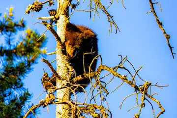 Cute Black Bear Cub Plays in Tree at Sunset © PhotoSpirit