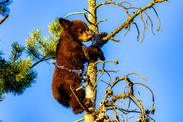 Cute Black Bear Cub Plays in Tree at Sunset © PhotoSpirit