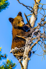 Cute Bear Cub Climbs Tree at Sunset © PhotoSpirit