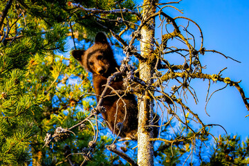 Cute Bear Cub Climbs Tree at Sunset © PhotoSpirit