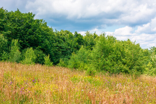 deciduous beech forest near meadow under blue sky. nature scenery with tall grass near forest in summer. carpathian beech forest of ukraine. wild field with grass and herbs