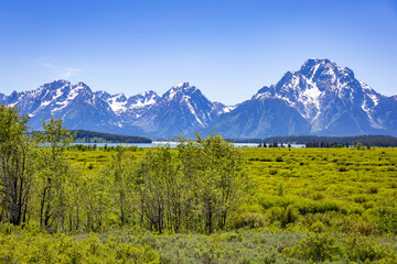 Fototapeta premium Scenic Green Valley Teton Mountains Background