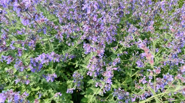 Blooming catmint plant with purple flowers swaying in the wind on a sunny summer day