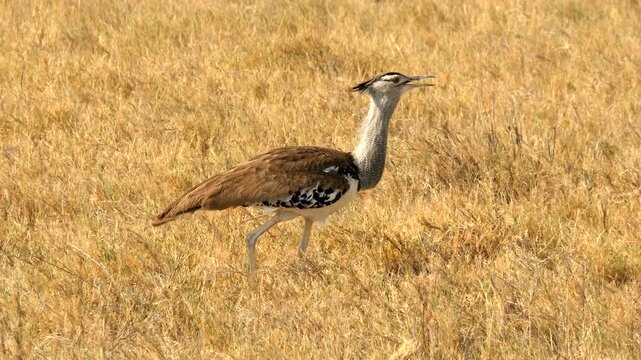 kori bustard male, Ardeotis kori, walks through yellow grass 333 

