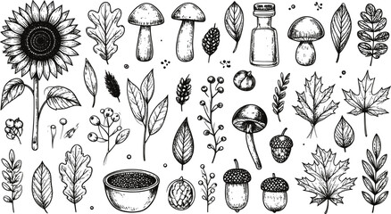 Linocut Autumn Forest Vector Element Set with Hand Drawn Sunflower, Mushrooms, Leaves, and Acorns for Rustic Fall Botanical Designs © Roymohan