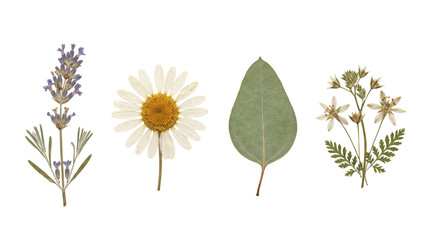 Dried botanical flowers and leaves elements set