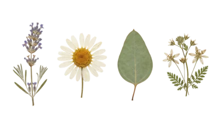 Fotobehang Lavendel Dried botanical flowers and leaves elements set  © PNG Lab