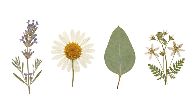 Dried botanical flowers and leaves elements set