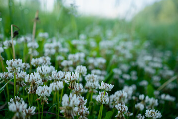 Fototapeta premium White clover flowers blooming in a lush green meadow, creating a natural background with soft light and delicate plant details, celebrating nature's beauty and growth