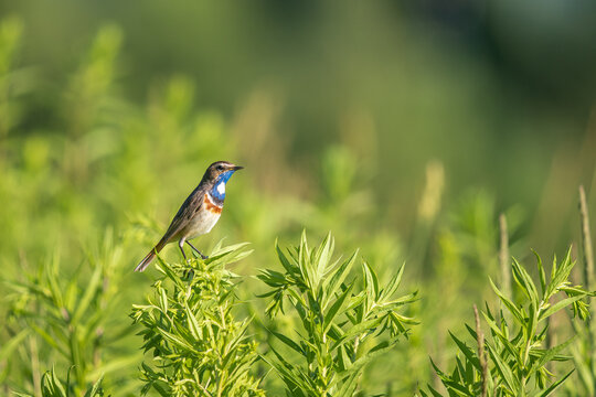 Male white-spotted bluethroat Luscinia svecica in breeding plumage perched on green bush in summer field close up. Beautiful wild songbird profile with copy space in natural habitat biology concept