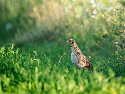 Male common quail Coturnix coturnix standing in grass field at sunset close up. Wild bird ground level shot in warm golden hour sunlight summer meadow, copy space. Nature protection concept