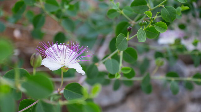 Caper Flower (Capparis spinosa) Blooming on a Branch Beside Green Foliage and Buds