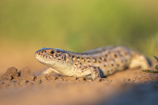 Sand lizard Lacerta agilis profile close up on dry soil ground level. Detailed wild reptile scales and eye with soft green field background. Summer wildlife animal biology science concept. Horizontal