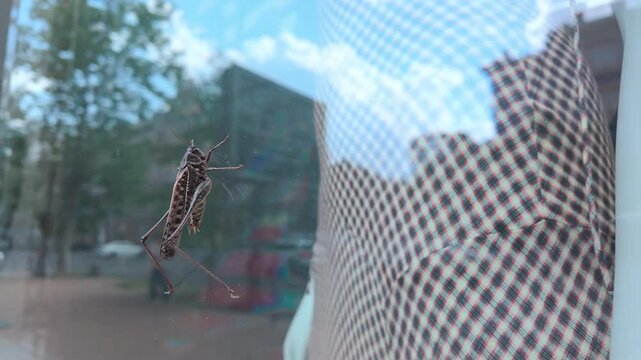 Dark bush-cricket on clothing display glass with mannequin in background and reflection cloudy blue sky, at infestation of long-winged wart-biter bush-cricket in urban. Grasshopper Invasion in city