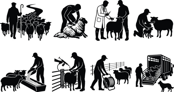 Sheep farming silhouette collection showing herding, feeding, shearing, healthcare, and livestock management activities