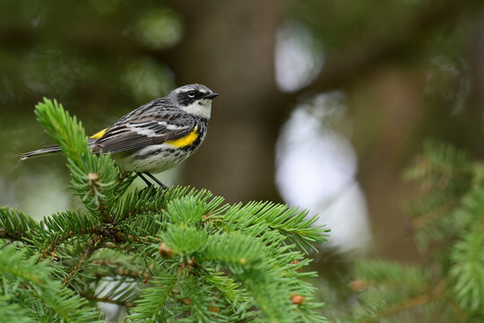 A Yellow-rumped Warbler (Setophaga coronata) perched on a spruce tree branch in Seward, Alaska.