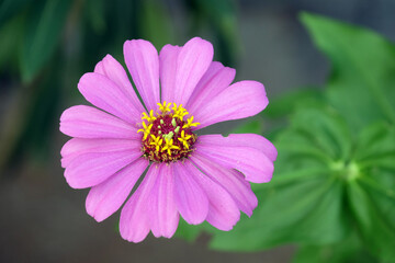 Fototapeta premium Purple flower blooms in the garden