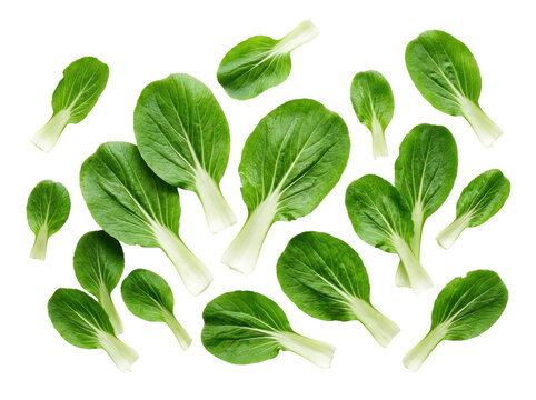 Scattered fresh bok choy leaves arranged on a clean white background for culinary use