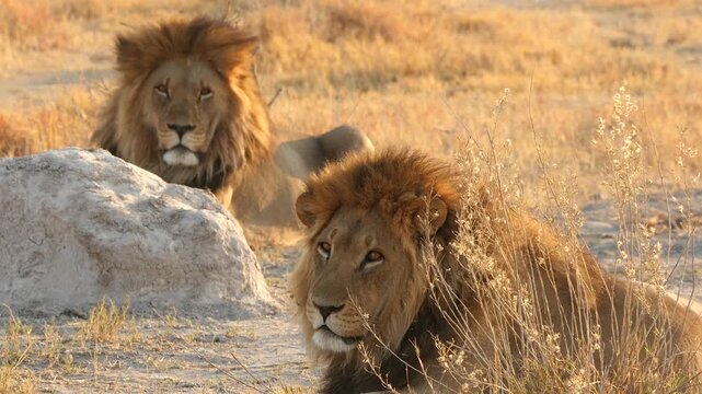 two lions, Panthera leo, resting in savannah 089 
