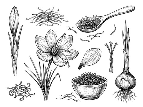 Saffron crocus flower, bulb, wooden spoon, and dried spice threads, hand drawn ink sketch illustration