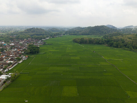 Aerial view of lush green rice fields bordering a residential village with hills in the background in Piyungan, Special Region of Yogyakarta, Indonesia.